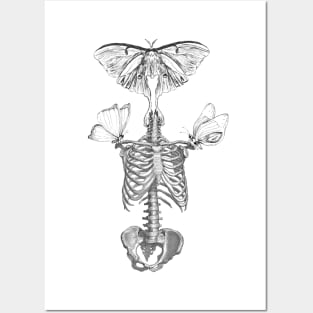 Butterfly skeleton Posters and Art